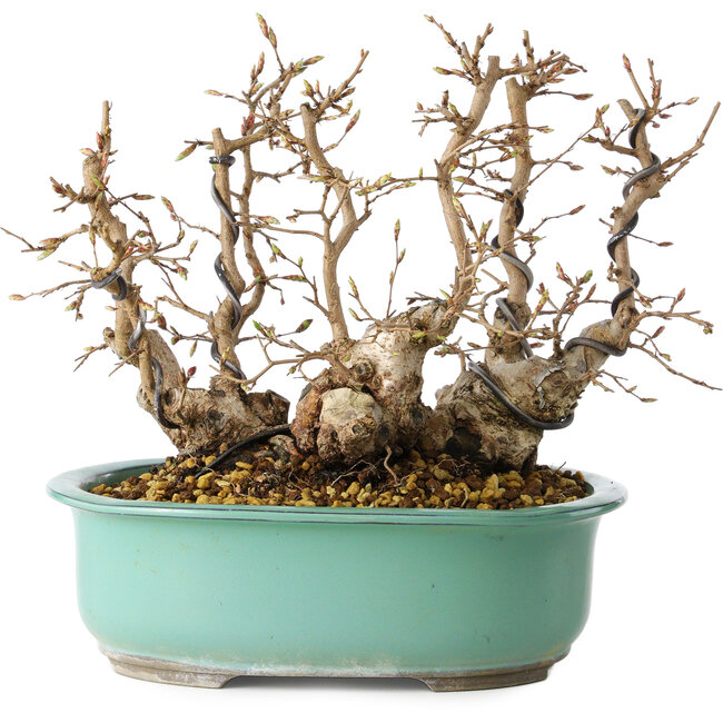 Carpinus coreana, 22 cm, ± 25 years old