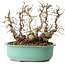 Carpinus coreana, 22 cm, ± 25 jaar oud