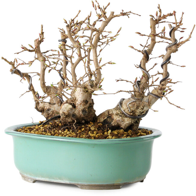 Carpinus coreana, 22 cm, ± 25 years old