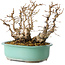 Carpinus coreana, 22 cm, ± 25 jaar oud