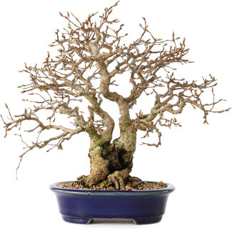 Carpinus coreana, 25 cm, ± 25 jaar oud