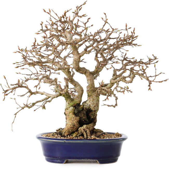 Carpinus coreana, 25 cm, ± 25 jaar oud