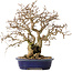 Carpinus coreana, 25 cm, ± 25 years old