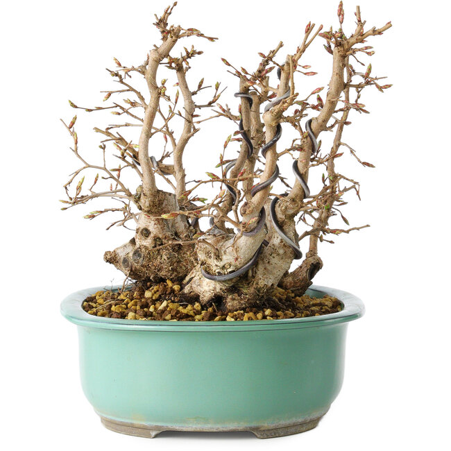 Carpinus coreana, 22 cm, ± 25 años