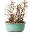 Carpinus coreana, 22 cm, ± 25 jaar oud