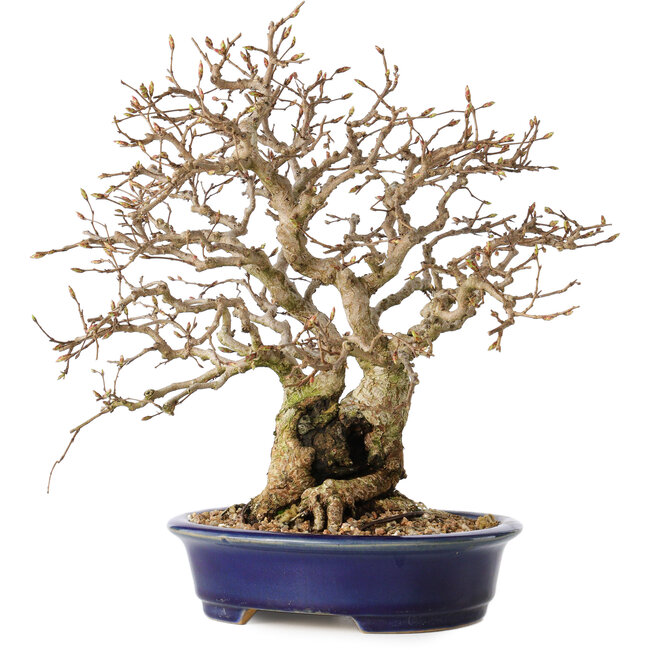 Carpinus coreana, 25 cm, ± 25 ans
