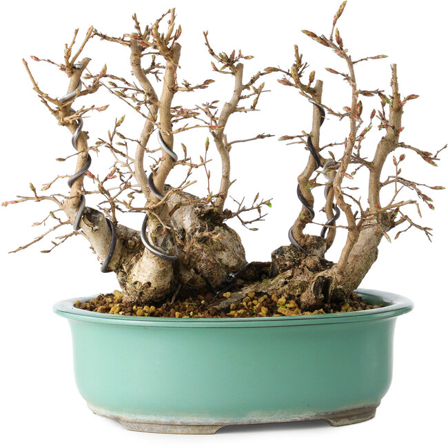 Carpinus coreana, 22 cm, ± 25 jaar oud