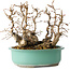 Carpinus coreana, 22 cm, ± 25 jaar oud