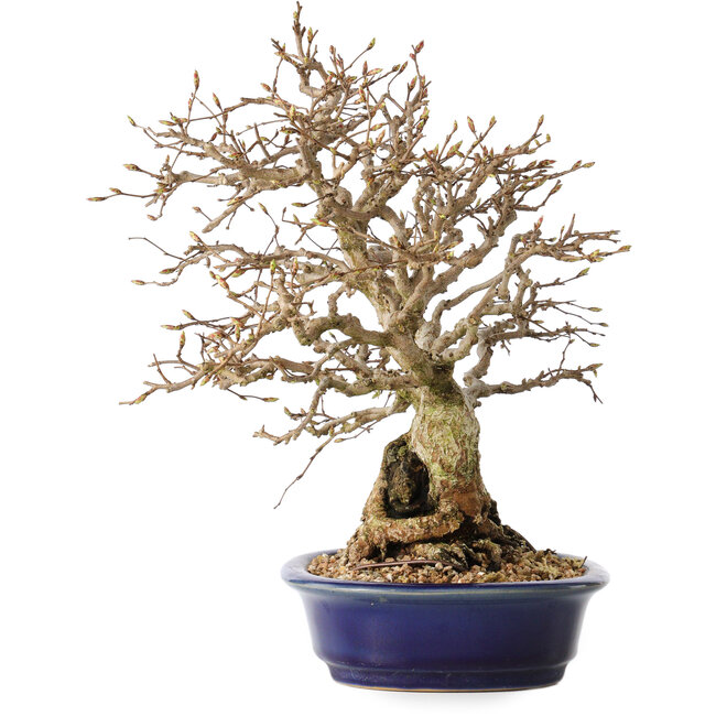 Carpinus coreana, 25 cm, ± 25 ans