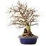 Carpinus coreana, 25 cm, ± 25 jaar oud