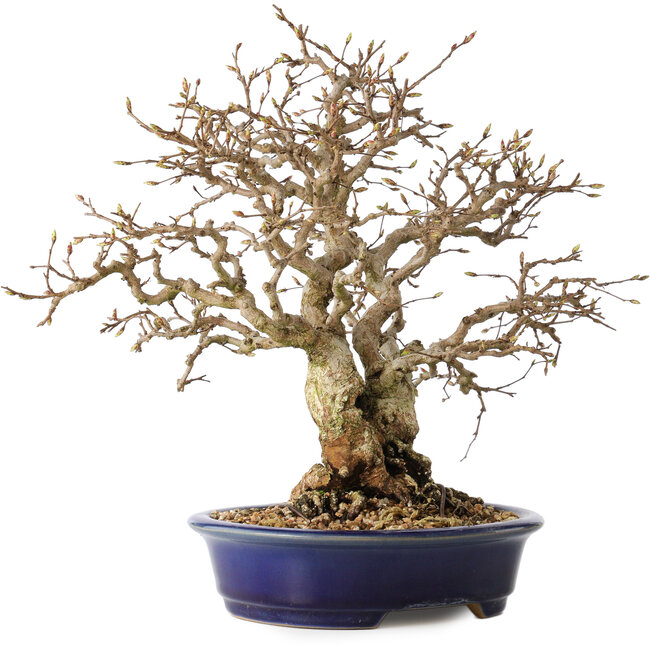 Carpinus coreana, 25 cm, ± 25 ans