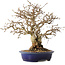 Carpinus coreana, 25 cm, ± 25 jaar oud