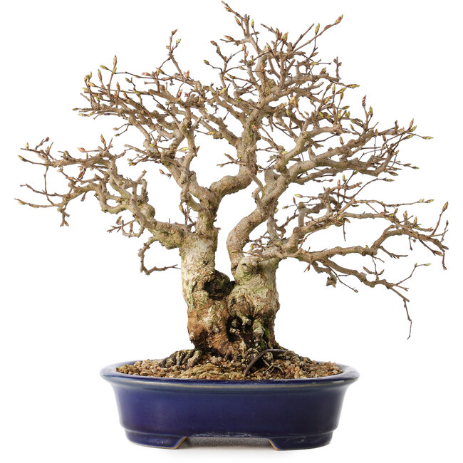 Carpinus coreana, 25 cm, ± 25 ans