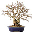Carpinus coreana, 25 cm, ± 25 Jahre alt