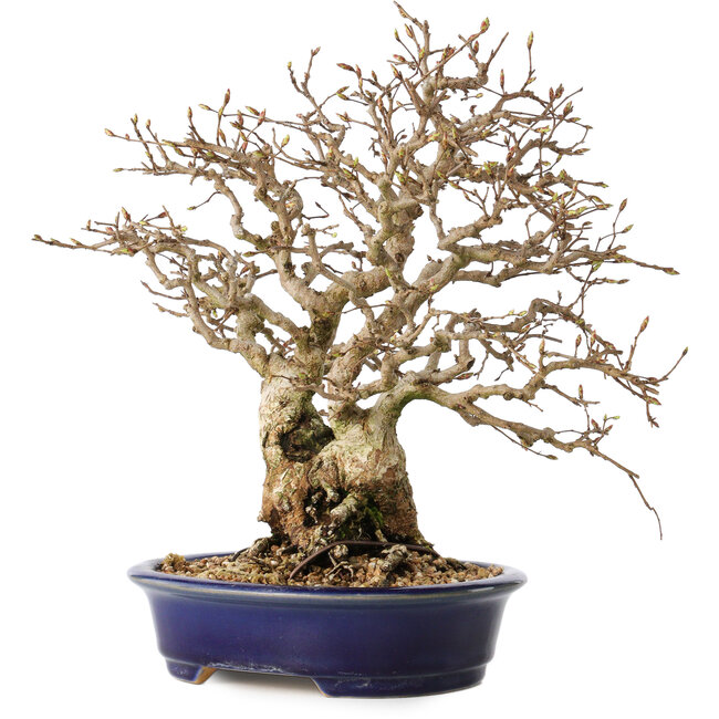 Carpinus coreana, 25 cm, ± 25 ans