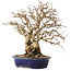 Carpinus coreana, 25 cm, ± 25 jaar oud