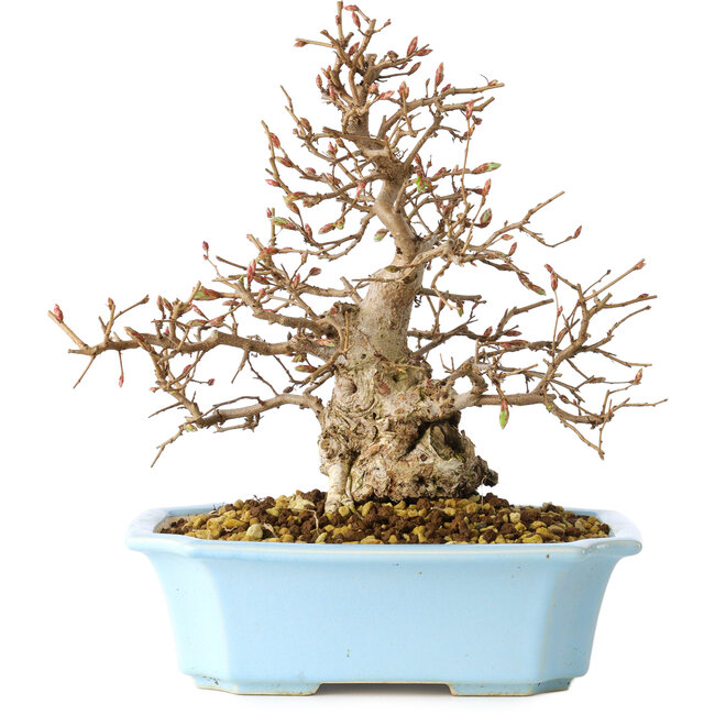 Carpinus coreana, 22 cm, ± 25 jaar oud