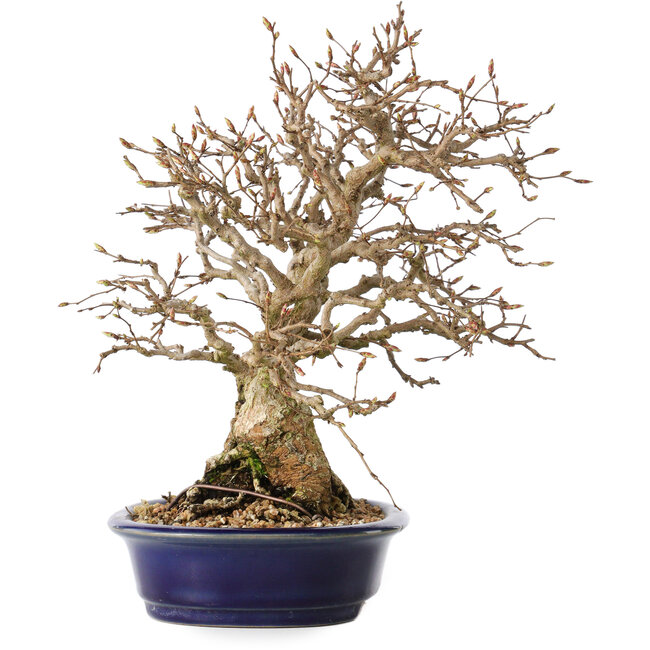 Carpinus coreana, 25 cm, ± 25 ans
