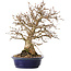 Carpinus coreana, 25 cm, ± 25 jaar oud