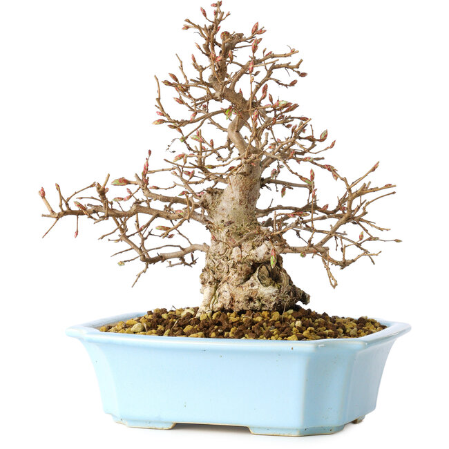 Carpinus coreana, 22 cm, ± 25 jaar oud