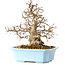 Carpinus coreana, 22 cm, ± 25 Jahre alt
