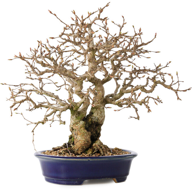 Carpinus coreana, 25 cm, ± 25 ans