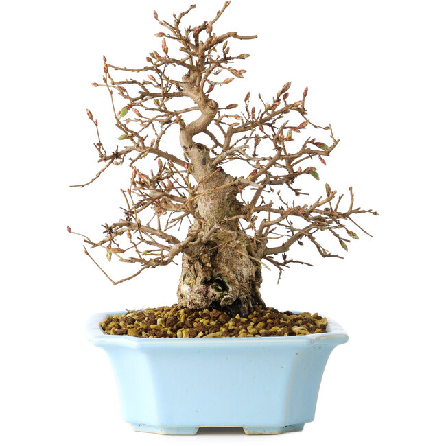 Carpinus coreana, 22 cm, ± 25 jaar oud