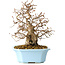 Carpinus coreana, 22 cm, ± 25 Jahre alt