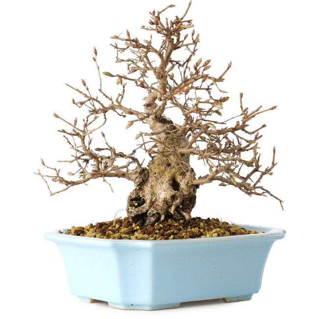 Carpinus coreana, 22 cm, ± 25 jaar oud
