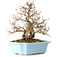 Carpinus coreana, 22 cm, ± 25 Jahre alt