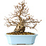 Carpinus coreana, 22 cm, ± 25 Jahre alt
