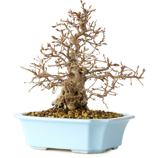 Carpinus coreana, 22 cm, ± 25 jaar oud