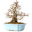 Carpinus coreana, 22 cm, ± 25 Jahre alt