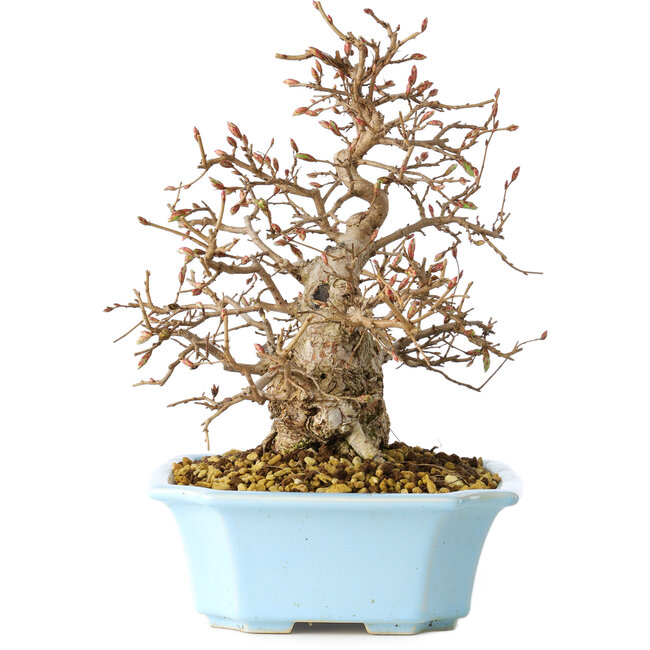 Carpinus coreana, 22 cm, ± 25 jaar oud