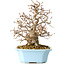 Carpinus coreana, 22 cm, ± 25 Jahre alt