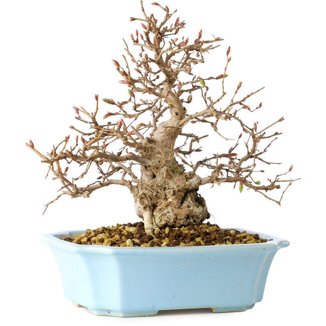 Carpinus coreana, 22 cm, ± 25 jaar oud