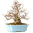 Carpinus coreana, 22 cm, ± 25 Jahre alt