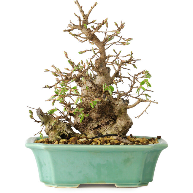 Carpinus coreana, 21 cm, ± 25 jaar oud