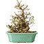 Carpinus coreana, 21 cm, ± 25 anni