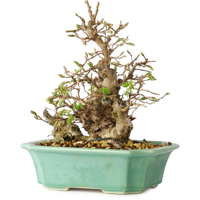 Carpinus coreana, 21 cm, ± 25 Jahre alt