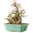 Carpinus coreana, 21 cm, ± 25 Jahre alt