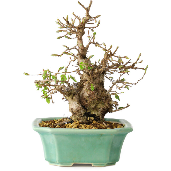 Carpinus coreana, 21 cm, ± 25 Jahre alt