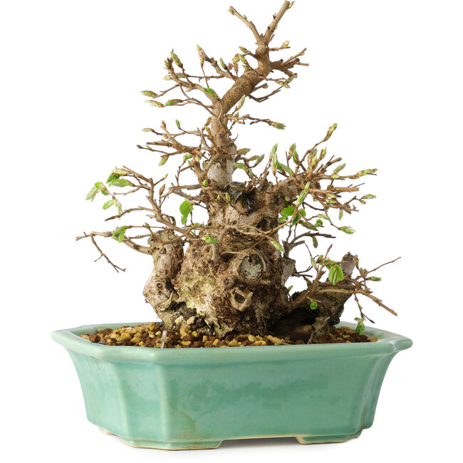 Carpinus coreana, 21 cm, ± 25 Jahre alt