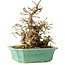 Carpinus coreana, 21 cm, ± 25 Jahre alt