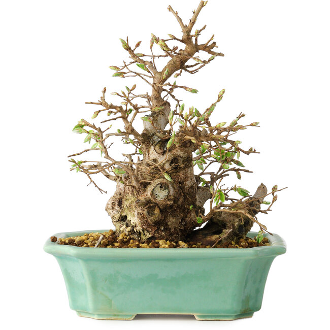 Carpinus coreana, 21 cm, ± 25 ans