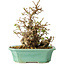 Carpinus coreana, 21 cm, ± 25 Jahre alt
