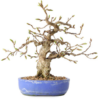 Carpinus coreana, 21 cm, ± 25 jaar oud