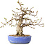 Carpinus coreana, 21 cm, ± 25 jaar oud