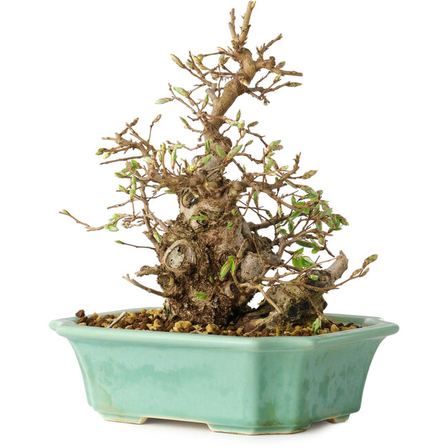 Carpinus coreana, 21 cm, ± 25 anni