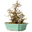 Carpinus coreana, 21 cm, ± 25 Jahre alt
